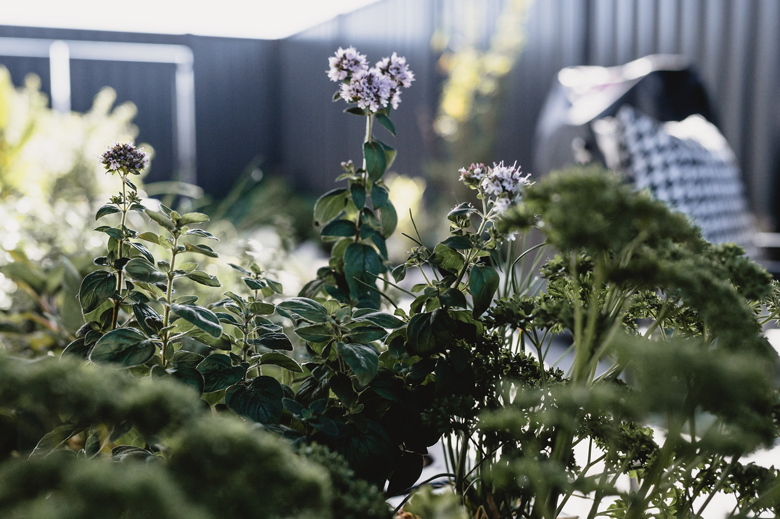 Fresh herbs for your culinary adventures