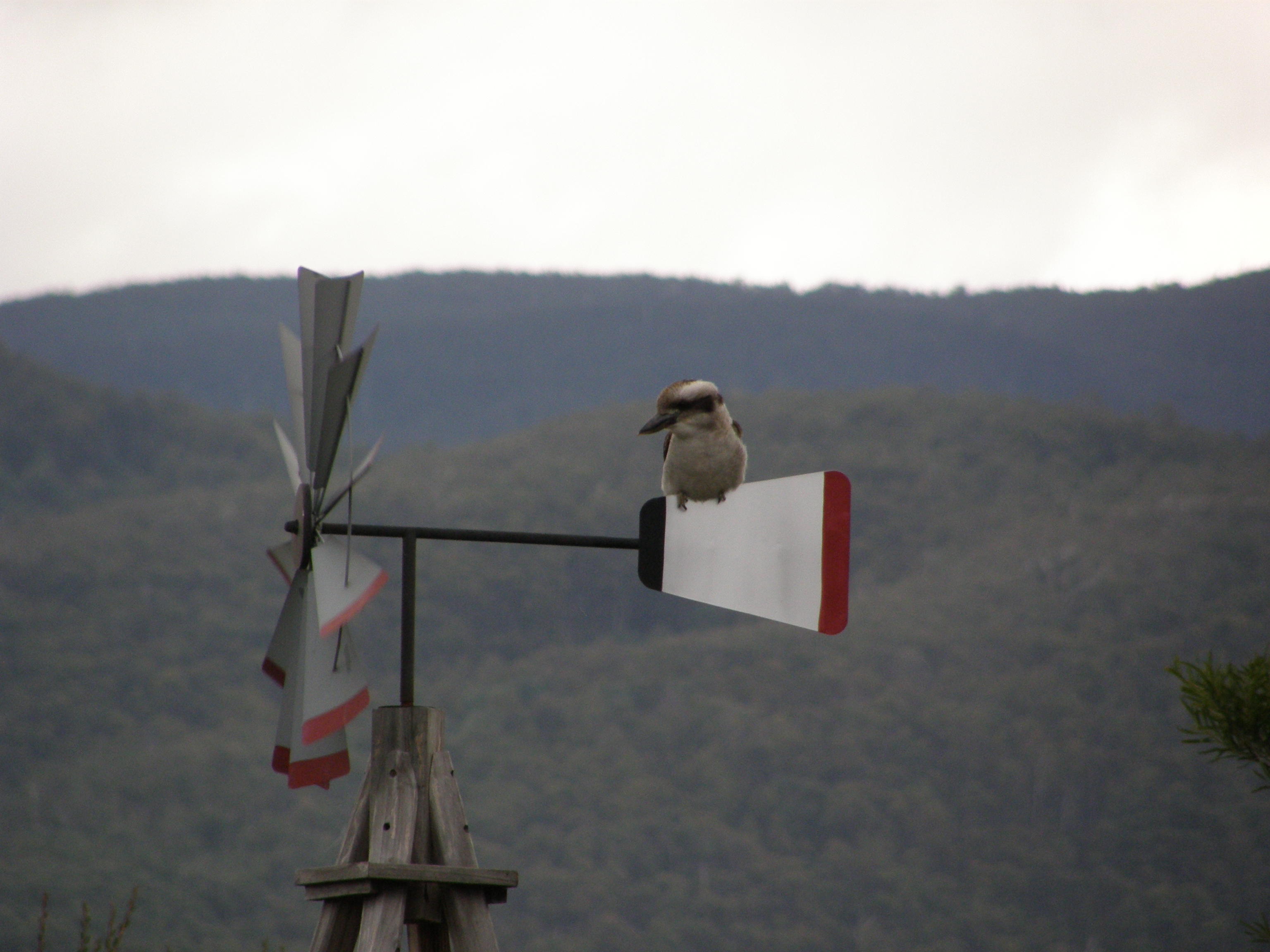 Local fauna and flora call DashWu Steading home